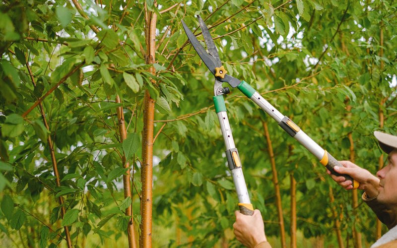 Tree trimming in Locust Valley, NY