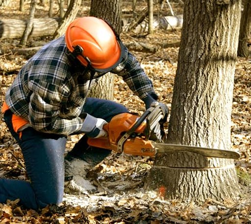 Tree Removal in Locust Valley, NY